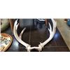 Image 2 : SMALL DEER ANTLERS