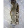 Image 2 : LARGE MOOSE ANTLERS