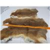 Image 1 : LOT OF 2 RABBIT PELTS (BROWN ) *18-19 INCHES LONG*
