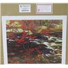Image 1 : LIMITED EDITION PRINT  (THE RED MAPLE, BY AY JACKSON)  *20 INCHES TALL BY 24 INCHES WIDE*