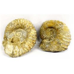 2 Large Natural Ammonite Fossils
