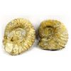 Image 1 : 2 Large Natural Ammonite Fossils