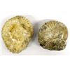 Image 2 : 2 Large Natural Ammonite Fossils