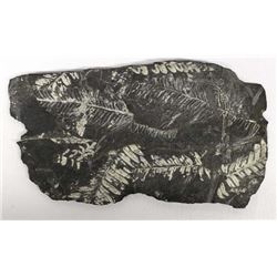 Fern Fossil