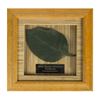 Image 1 : "Swiss Family Treehouse" Leaf Prop.
