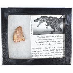 100 MILLION YEARS THEROPOD DINOSAUR TOOTH
