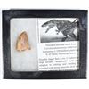 Image 1 : 100 MILLION YEARS THEROPOD DINOSAUR TOOTH