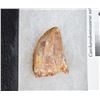 Image 2 : 100 MILLION YEARS THEROPOD DINOSAUR TOOTH