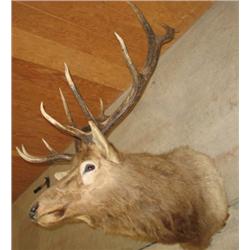 TROPHY MOUNTED ELK