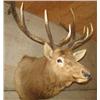 Image 3 : TROPHY MOUNTED ELK