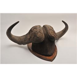 19GE-16 CAPE BUFFALO