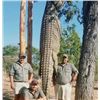 Image 2 : Legadema Hunting Safaris - Cape Buffalo, Hippo & Crocodile (12-16 ft) - Mozambique