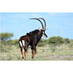 Hunt's On Safaris - Sable - South Africa