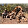 Image 1 : Chacma Hunting Safaris - Giraffe - South Africa