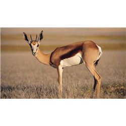 Nolte Elite Safaris - 6 animals - Namibia