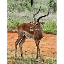 Bronkhorst Safaris - 3 animals or $3,500 credit - South Africa