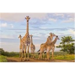 Zulu Nyala - Photo Safari South Africa