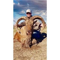 Heart of Texas Outfitters -Aoudad Hunt - Texas