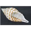 Image 2 : Blown Glass Decorative Conch Shell