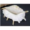 Image 2 : Qty 5 Misc. Natural Seashells