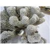 Image 3 : LARGE PIECE OF SEA CORAL - ONE PIECE BROKEN