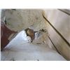 Image 3 : VINTAGE WHITE GOOSE DECOY HAS A SORE NECK