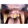 Image 2 : Trophy Boar Shoulder Mount