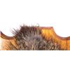 Image 8 : Trophy Boar Shoulder Mount