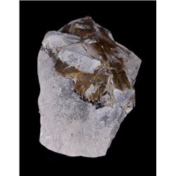 Extinct Mammal Oreodont Fossil
