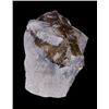 Image 1 : Extinct Mammal Oreodont Fossil