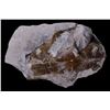 Image 2 : Extinct Mammal Oreodont Fossil
