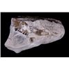 Image 3 : Extinct Mammal Oreodont Fossil