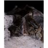 Image 5 : Extinct Mammal Oreodont Fossil
