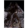 Image 6 : Extinct Mammal Oreodont Fossil