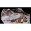 Image 8 : Extinct Mammal Oreodont Fossil