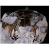 Image 9 : Extinct Mammal Oreodont Fossil