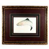 Image 1 : Jumping Salmon Limited Edition by Sony Causland