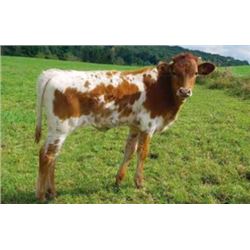 DONTATION LOT - M.C. BELINDA