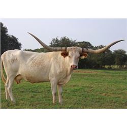 SCRATCH - PACIFIC SNOWDROP