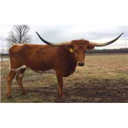 SCRATCH - RHF COUNTRY DEE