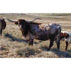 SUNHAVEN DOUBLE FISTED