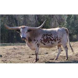 SUNHAVEN FANCY GRAVES