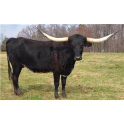 KCCI ROSALIE'S TWILIGHT