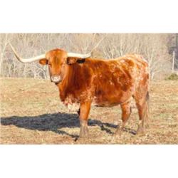 HORSESHOE J FLAMBOYANT