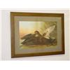 Image 1 : AUDUBON LARGE FOLIO LITHOGRAPH OF "DUSKY DUCKS" I