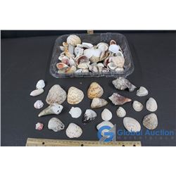 Collection of Shells