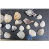 Image 2 : Collection of Shells