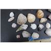 Image 3 : Collection of Shells