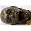 Image 2 : The Mummy (1999) - Mummy head from the movie starring Brendan Fraser and Rachel Weisz, 27cm chin to 