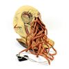 Image 1 : Doctor Who - Replica Ood head from The Impossible Planet / The Satan Pit (2006). Made from rubber la